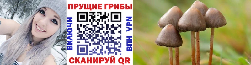 kraken зеркало  Волгоград  Галлюциногенные грибы Magic Shrooms  где можно купить  